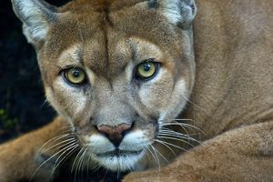 How We're Helping Protect Endangered Florida Panthers